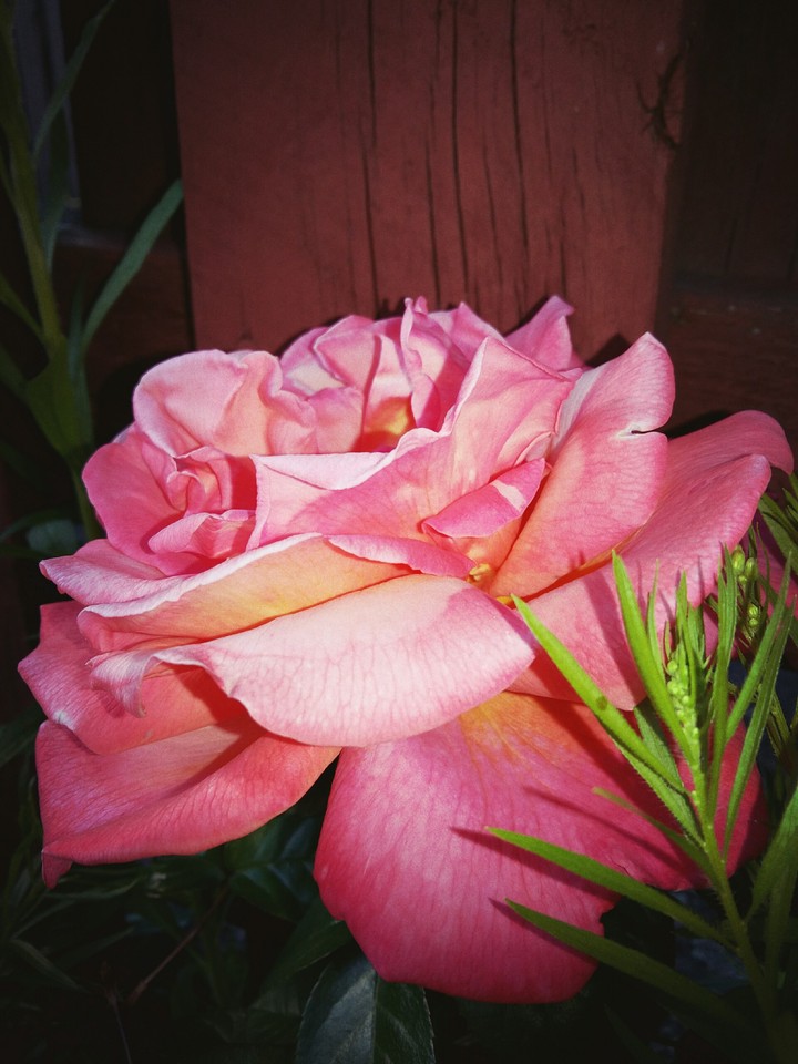 Roses
