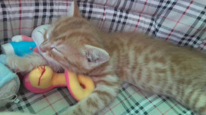 котик