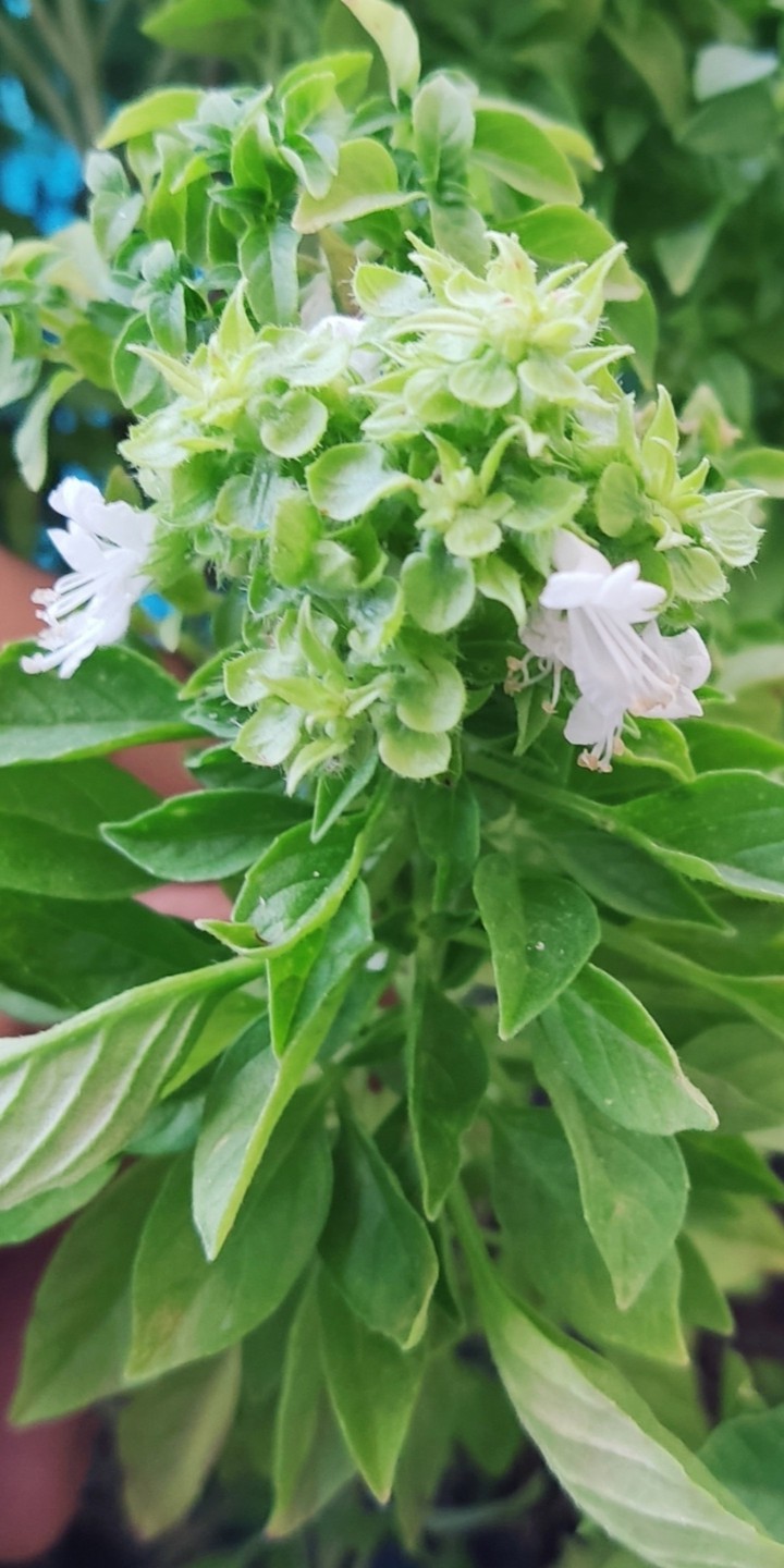 flower white