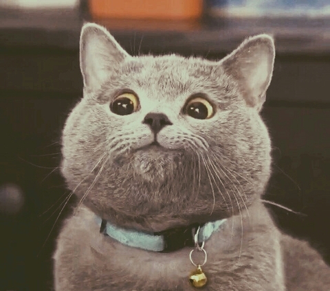 Cute cat