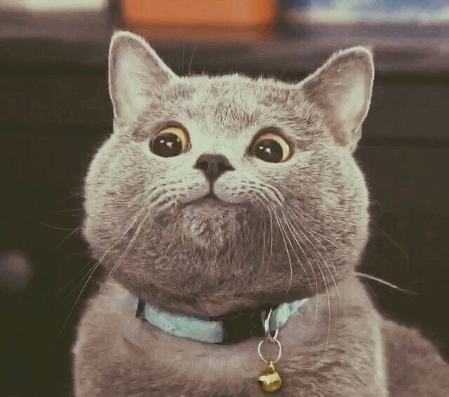 Cute cat