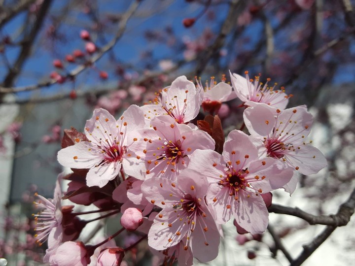 #spring
