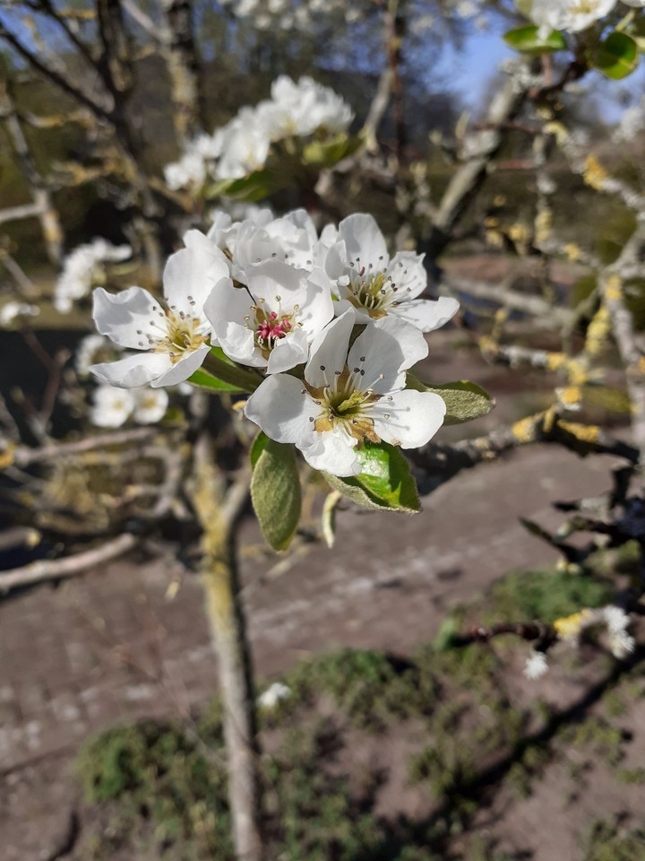 Kirschblüten im Frühling