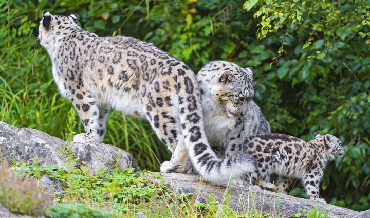 Snow leopards