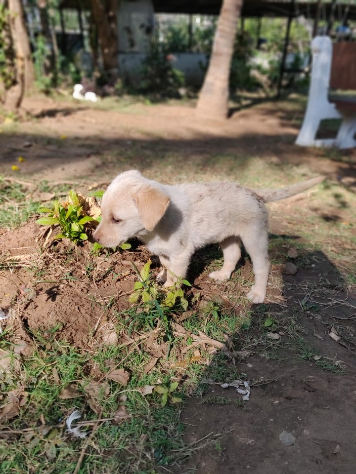 puppy