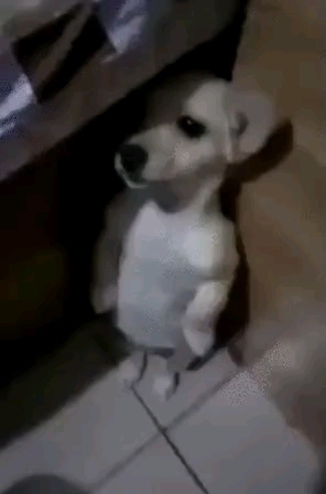 щенок