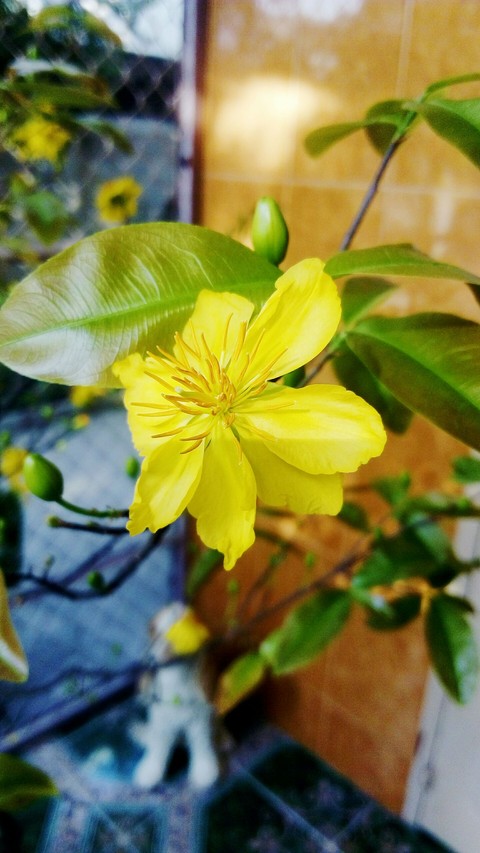 Flower