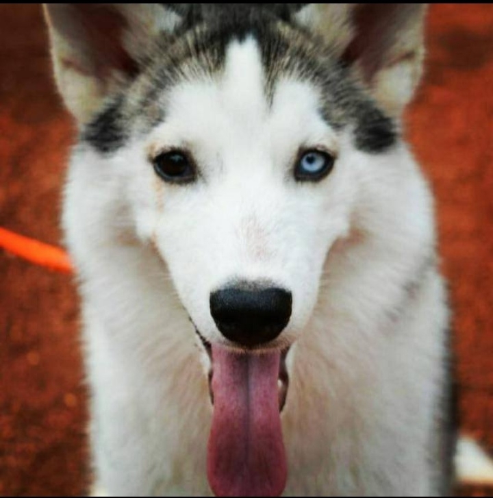 siberian husky