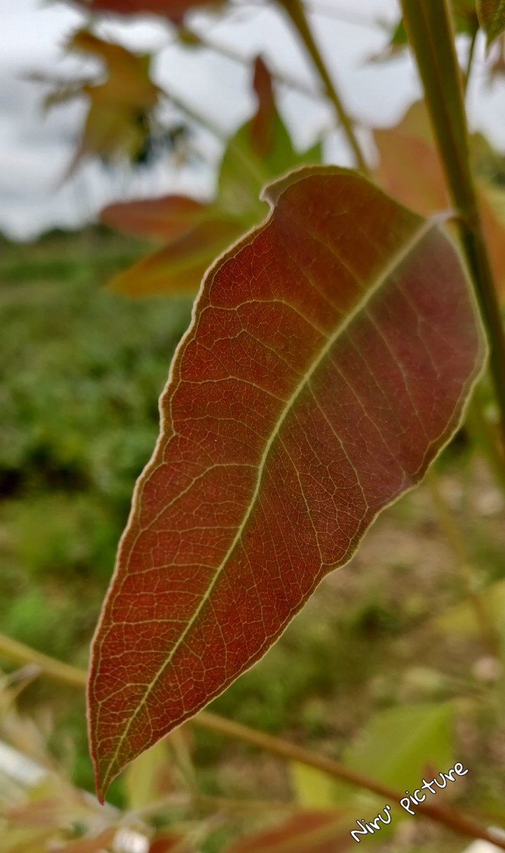 Niligiri leaf