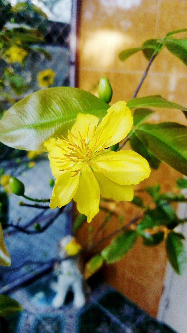 Flower