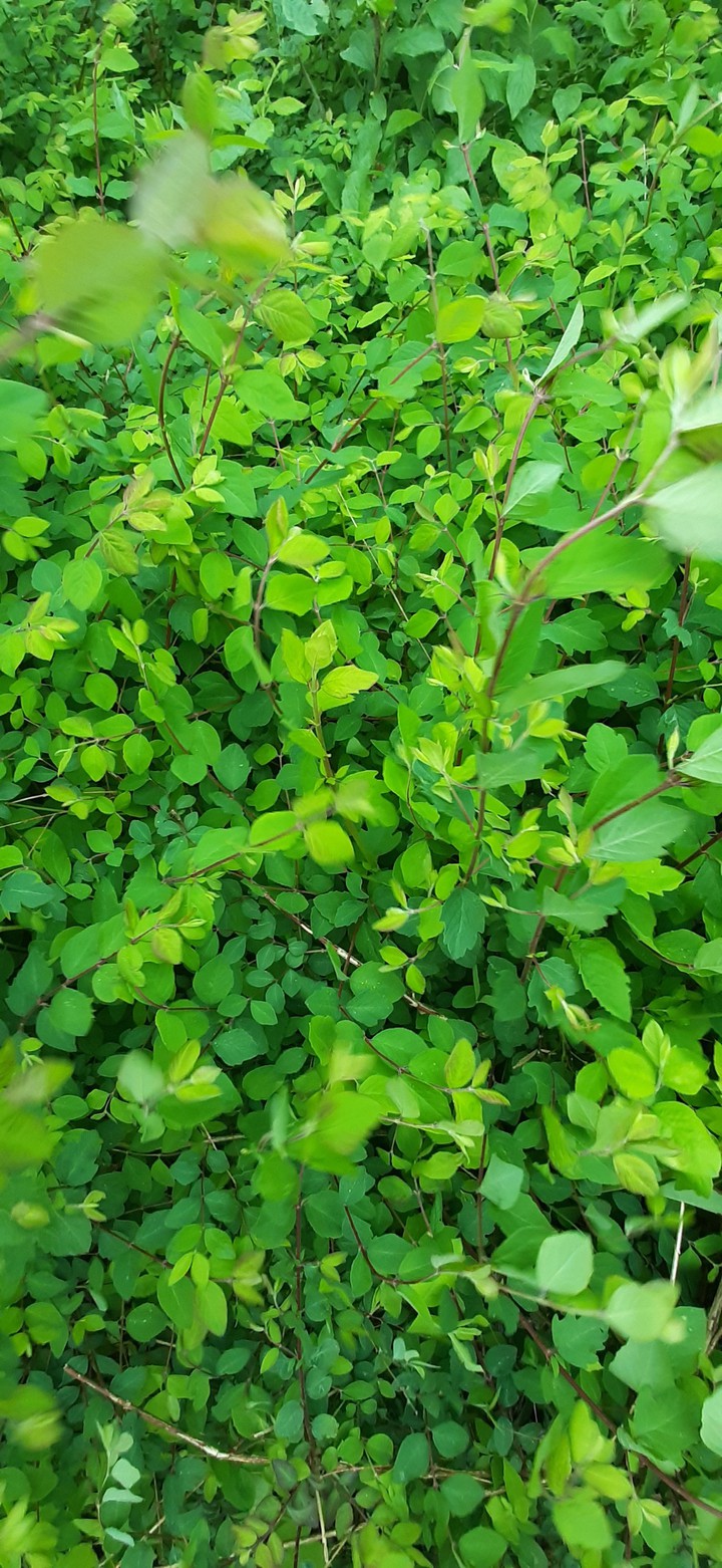 leafs in the wind