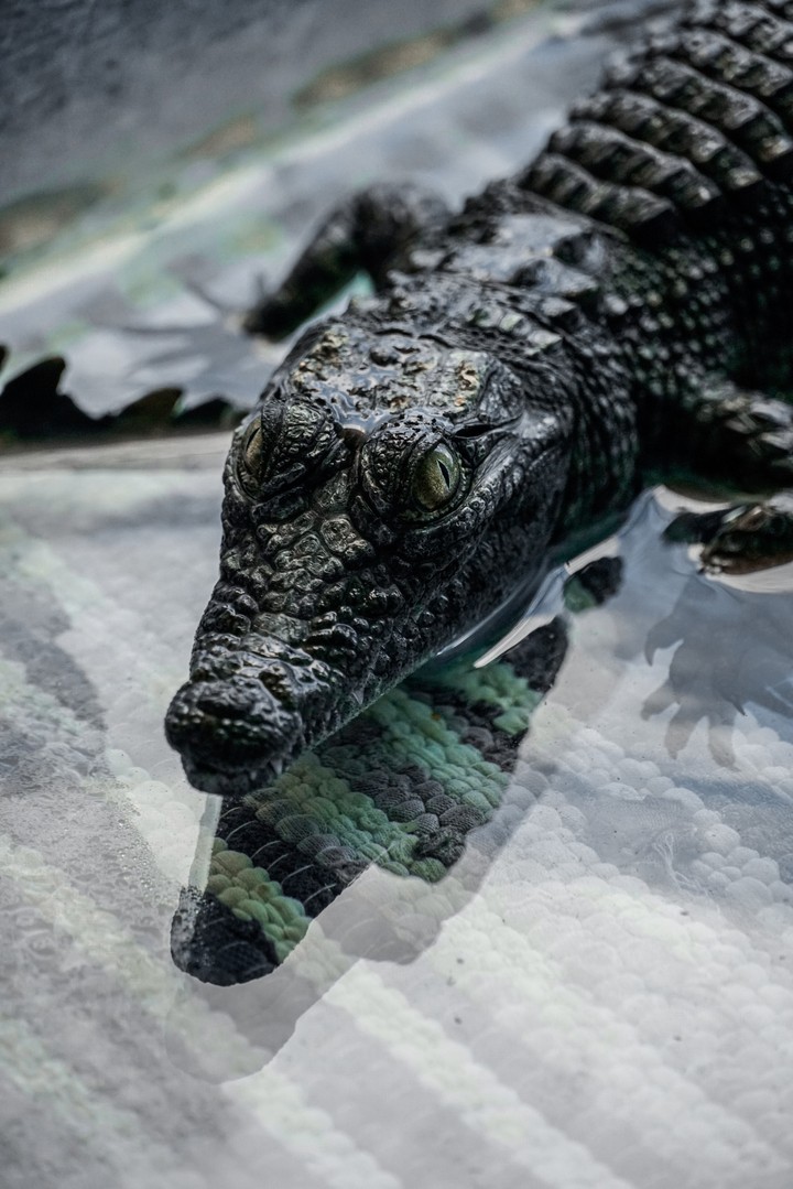 crocodile