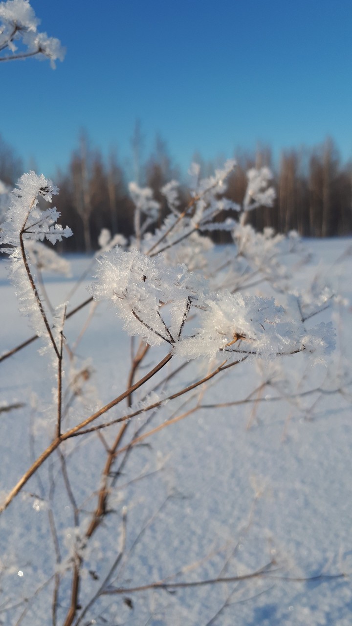 Снежные пушинки
