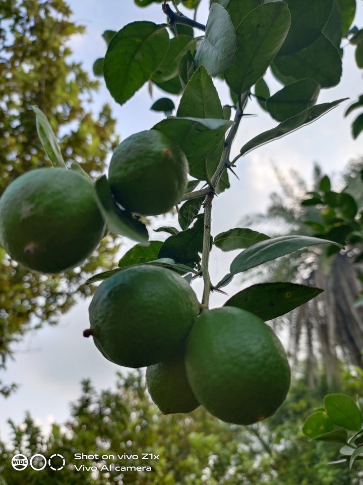 Lemon tree