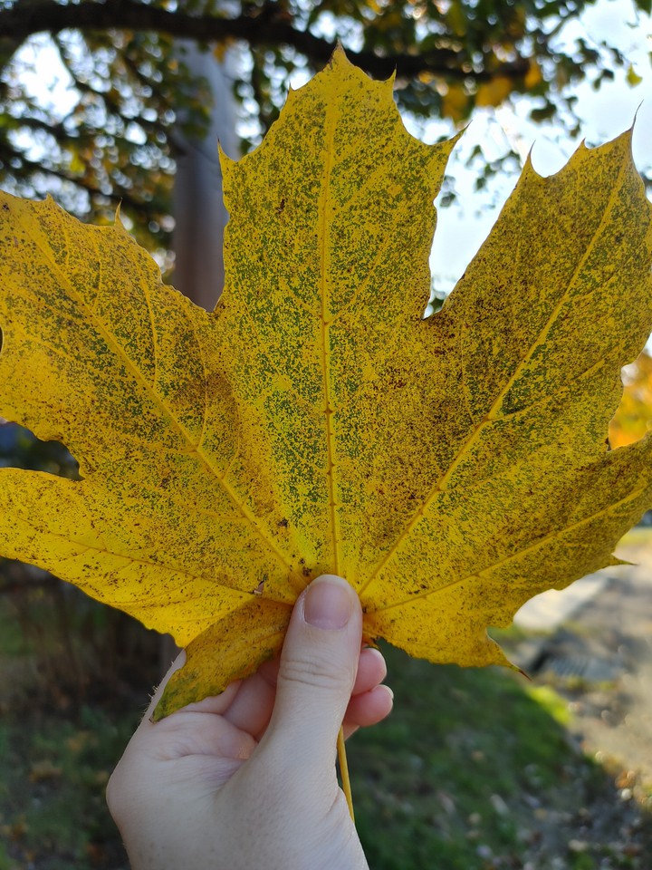 Yello Autumn Leaf