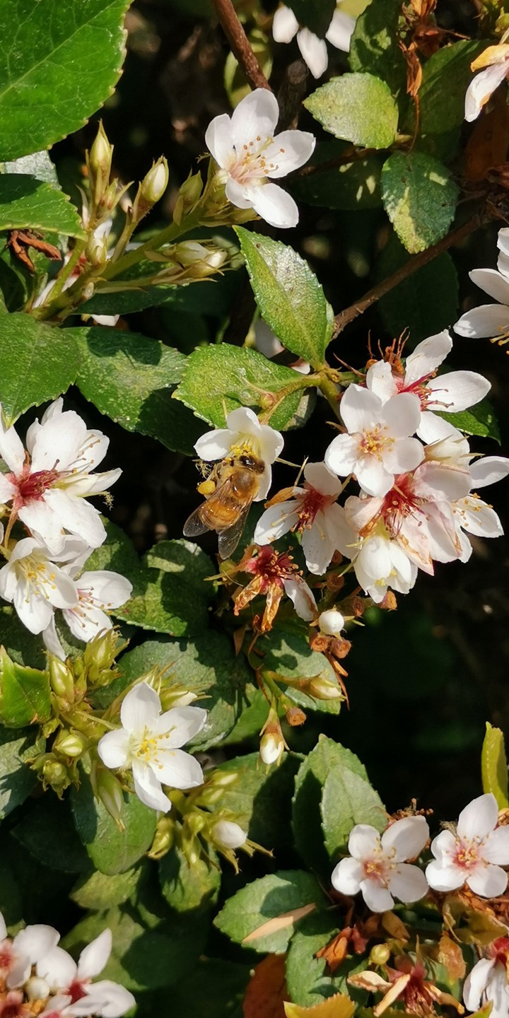 bee and flower