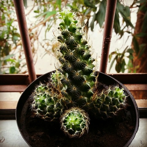 Cacto