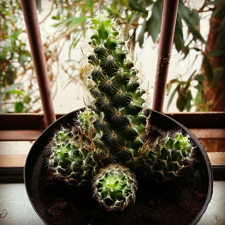 Cacto