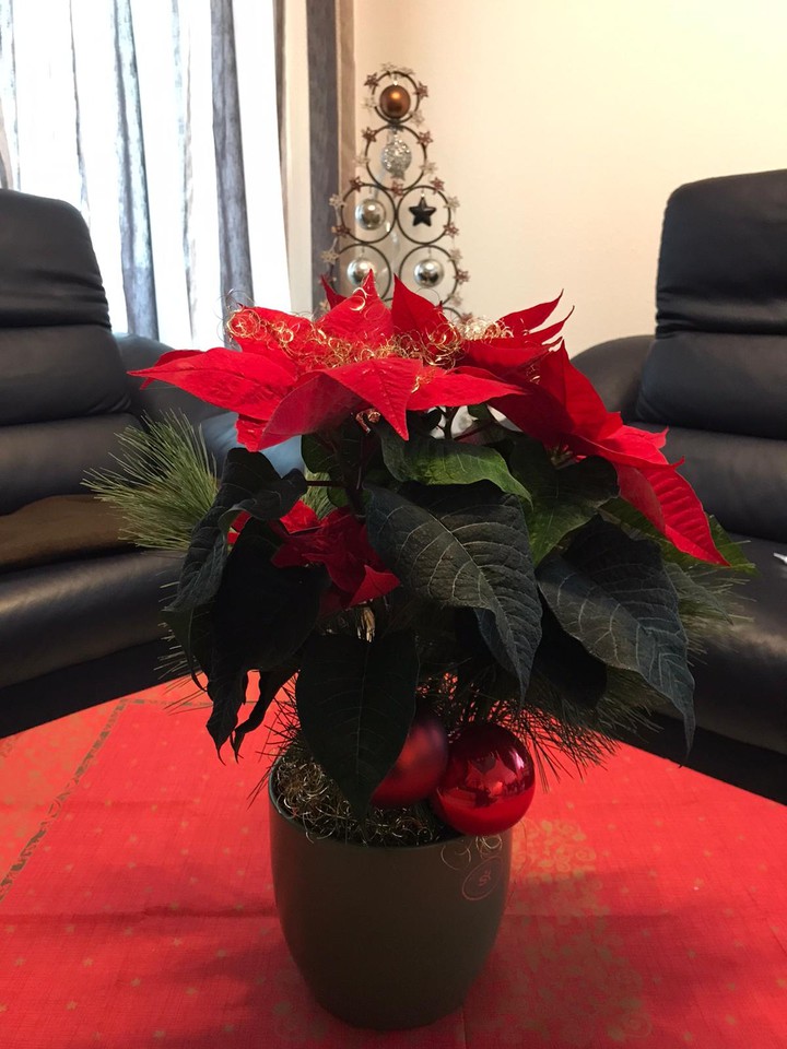 Weihnachtsstern