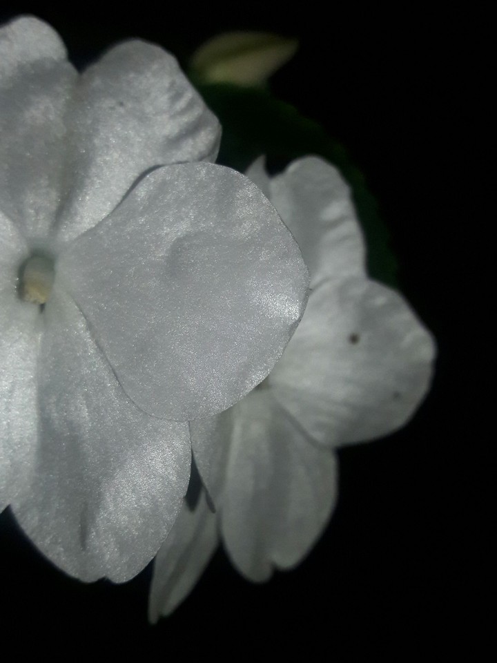 Sparkly Flower