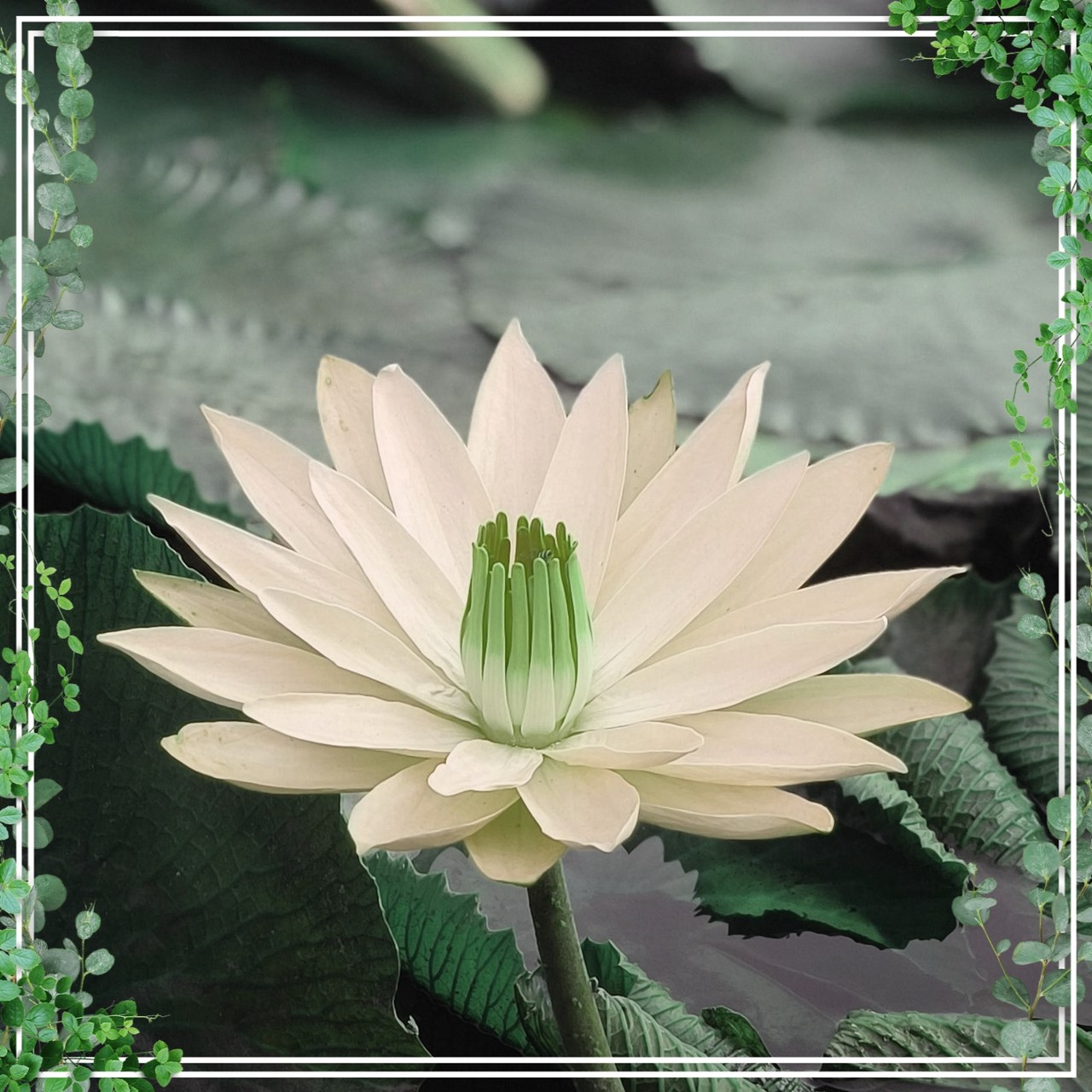 Lotus flower