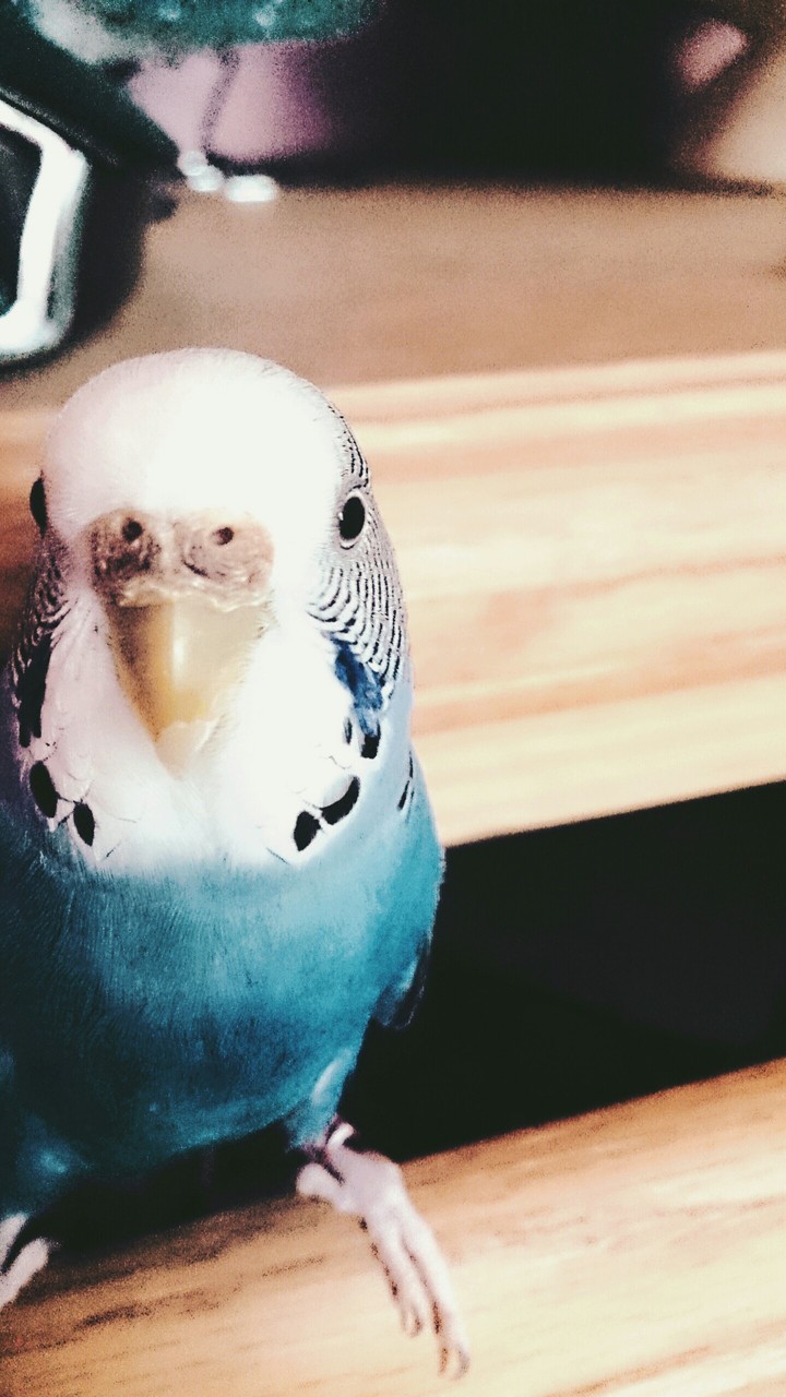 parakeet
