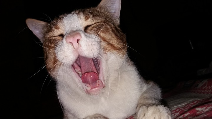 perfect shot