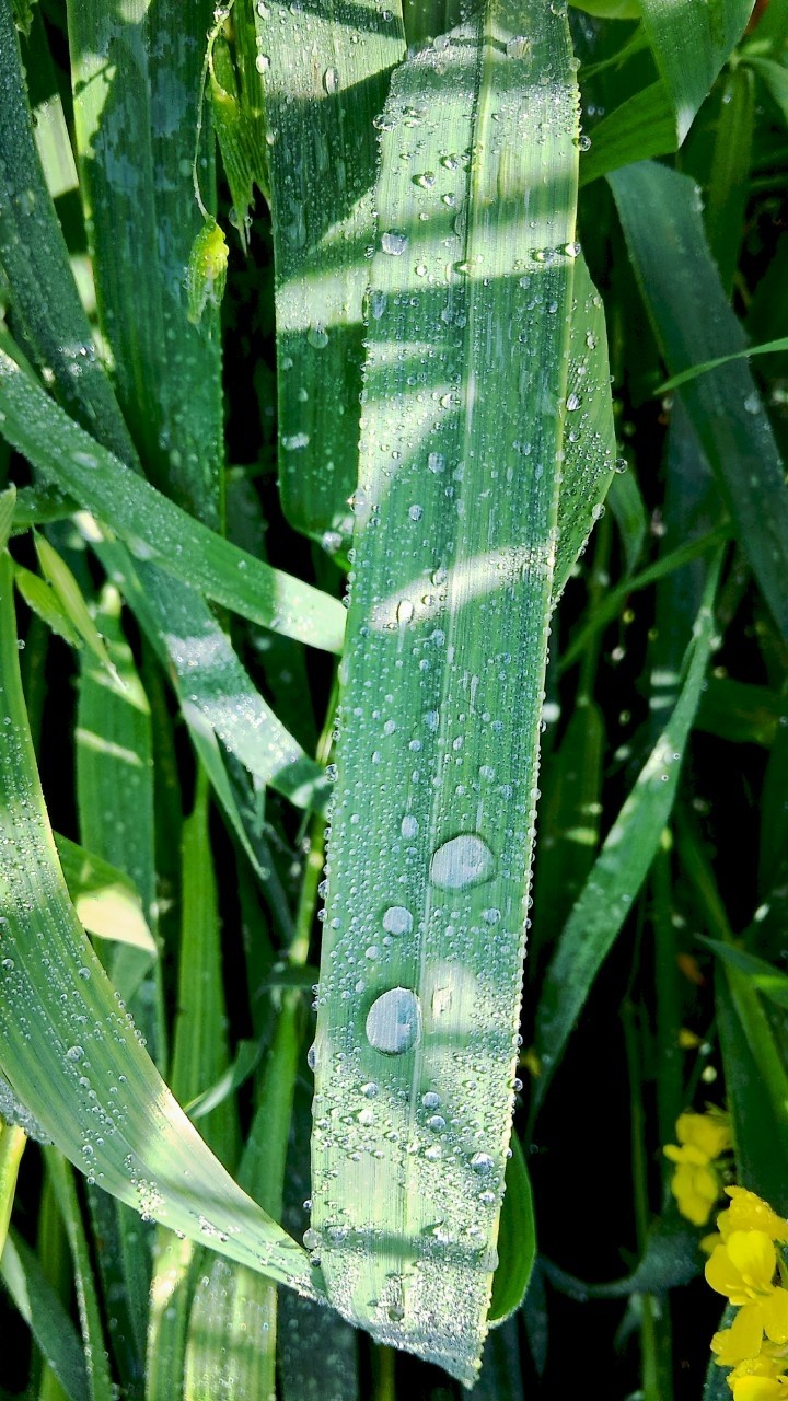 dew drops in morning