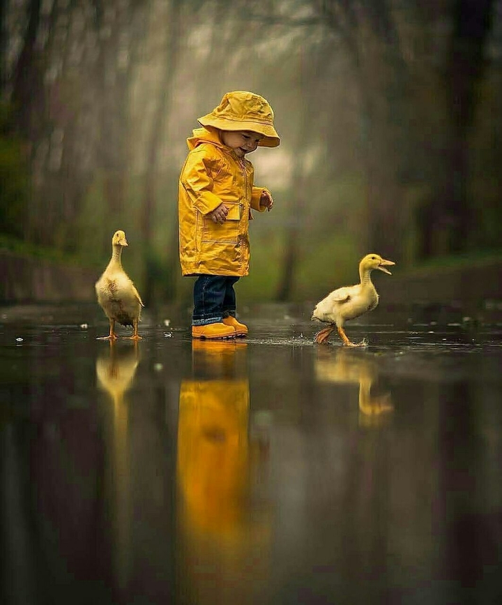 lovely boy and ducks