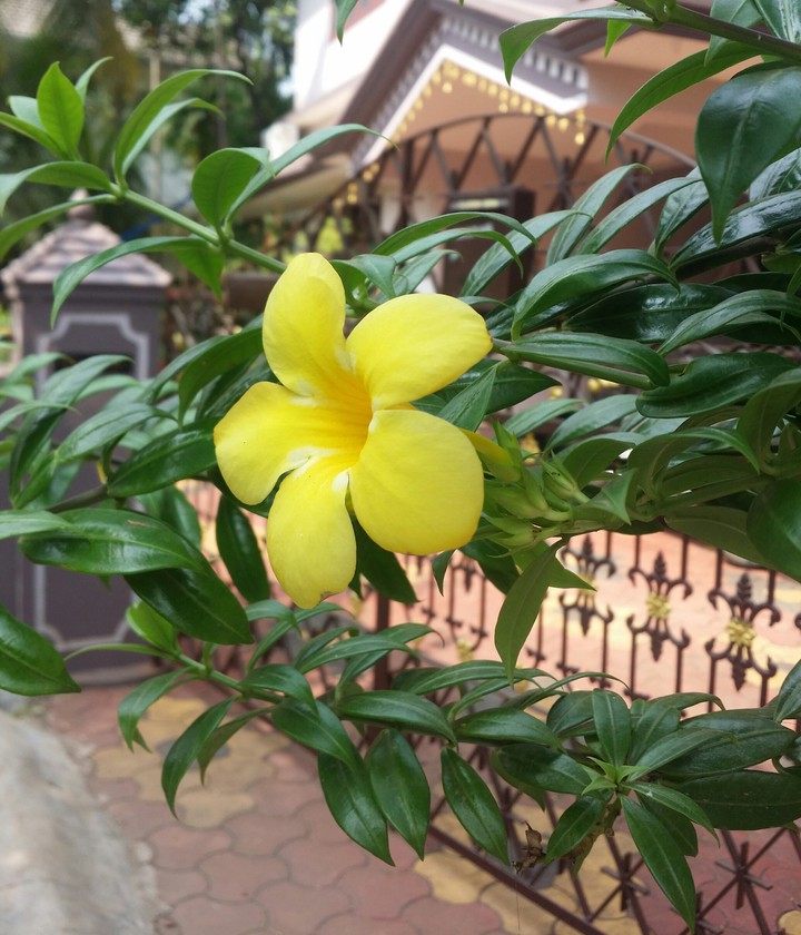 Allamanda cathartica