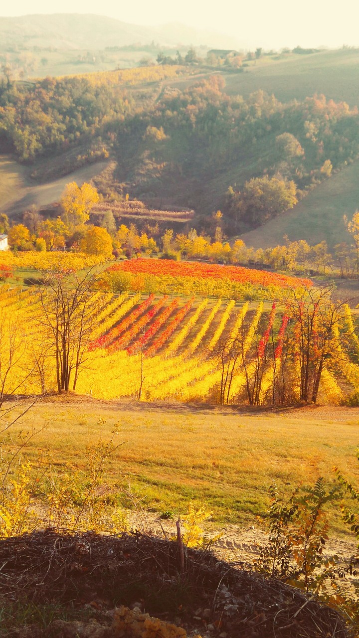 Autumn in the Hill