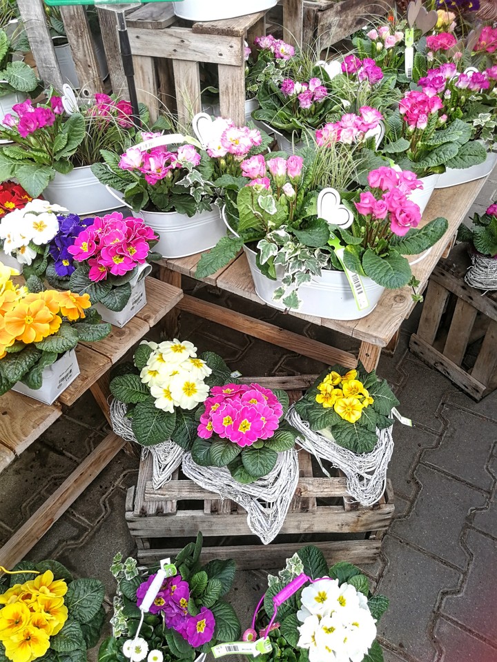 Frühlingsblumen aus dem Markt