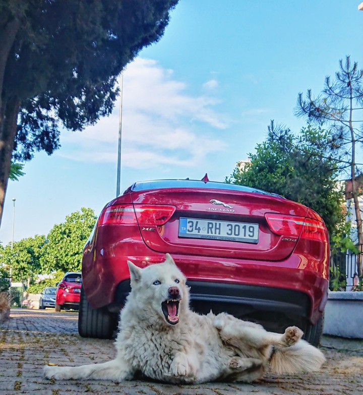 Jaguar