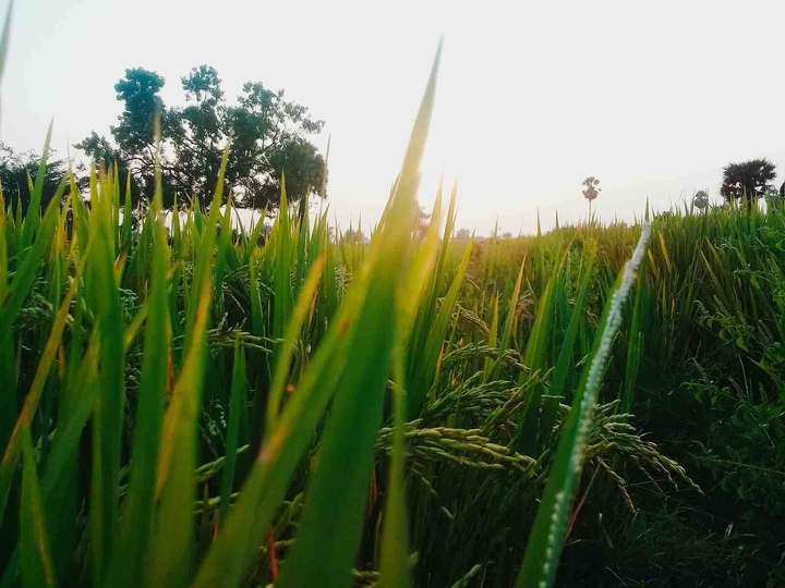 greeny paddy on fields
