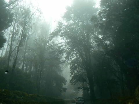 Morning Mist