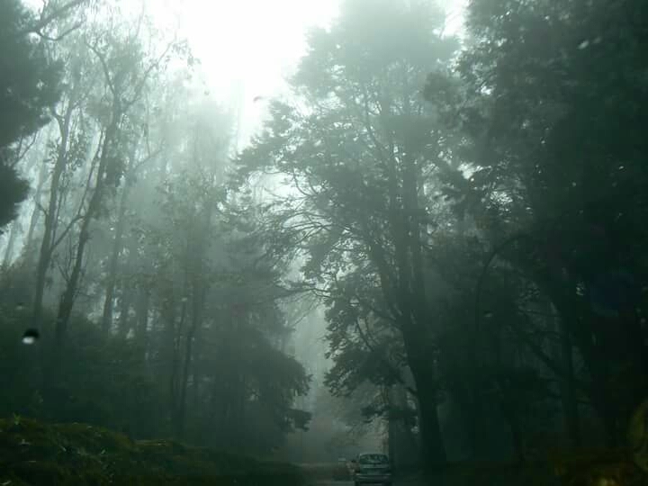 Morning Mist