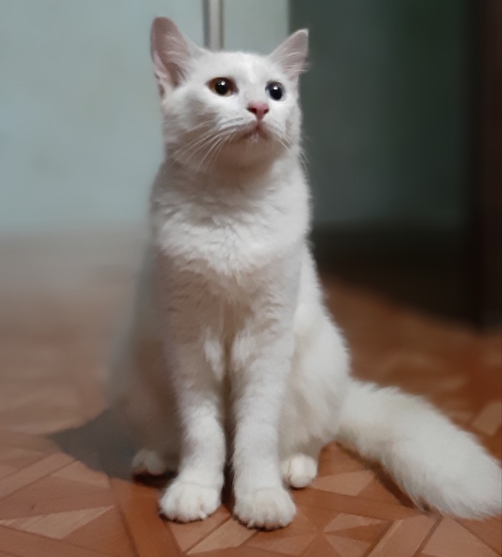 Rambo