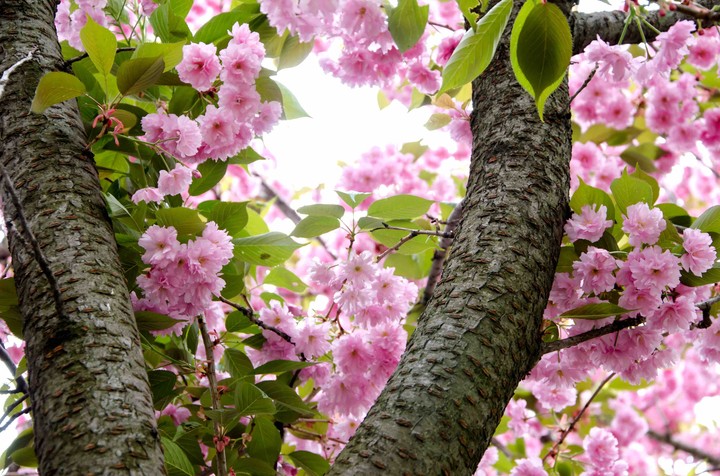 cherry blossoms