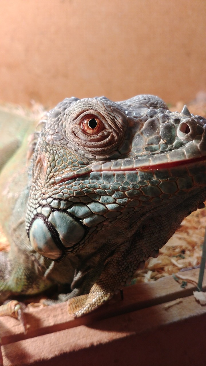 lizard