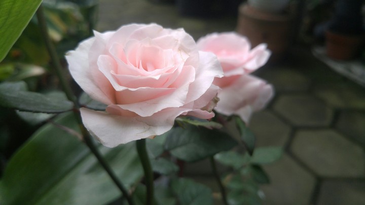 pink rose