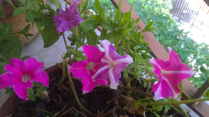 Flowers in full bloom in winter.