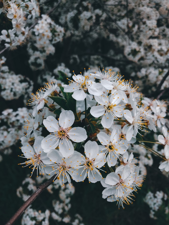 more spring