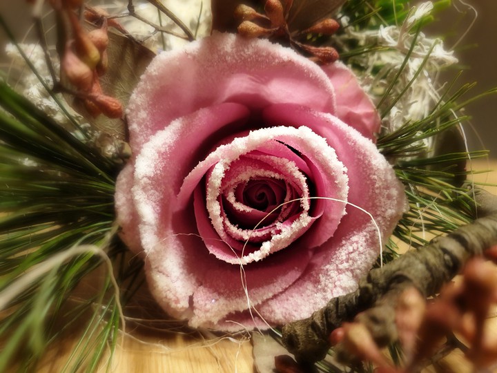 Winterrose