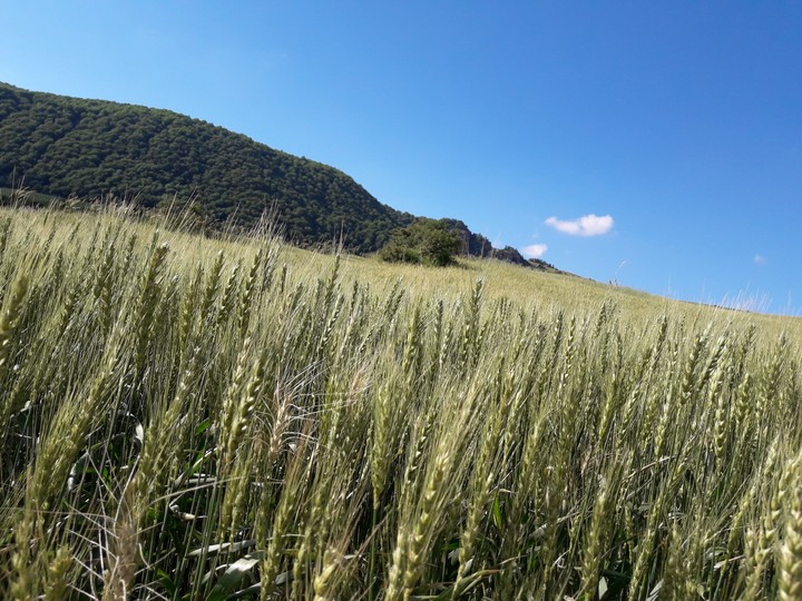 اینم مزرعه زیبای گندم برای چشای زیبای دوستان