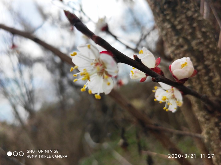 Flowers???????