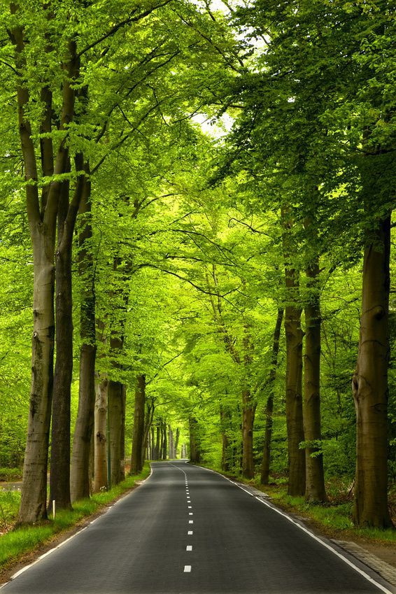 nature