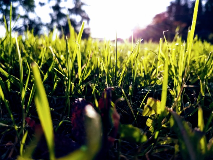 Grass