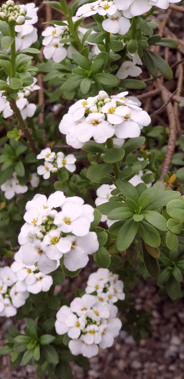Blumen