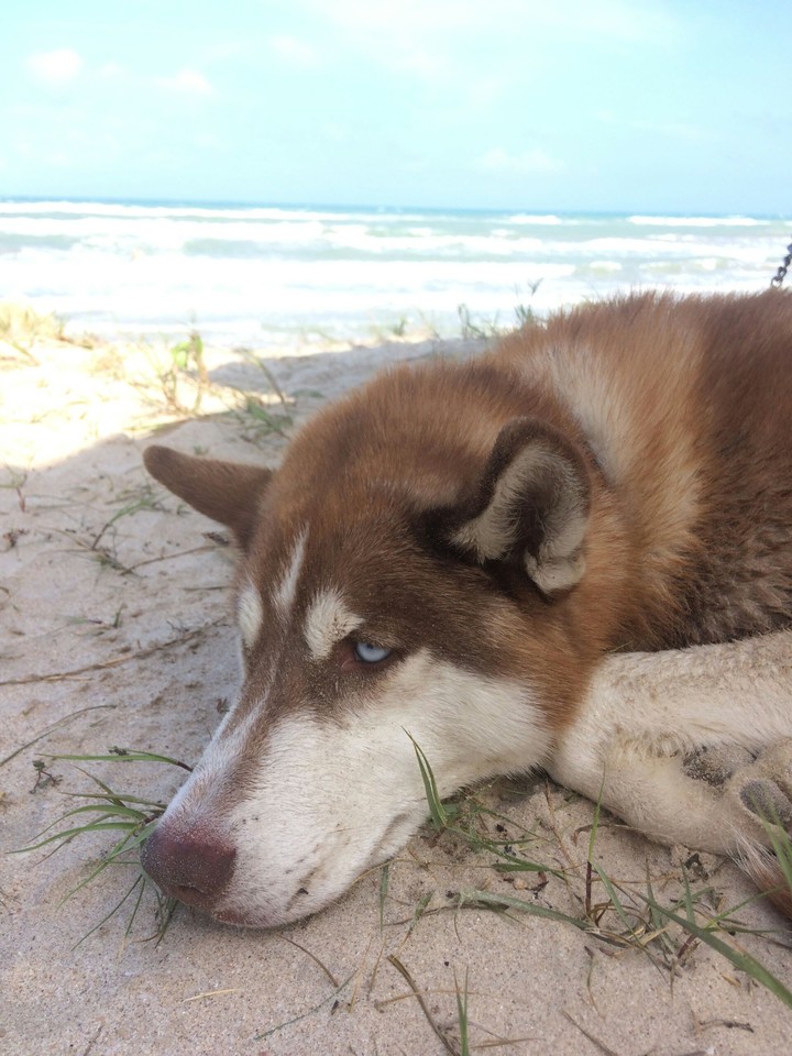 Husky in the beach.
