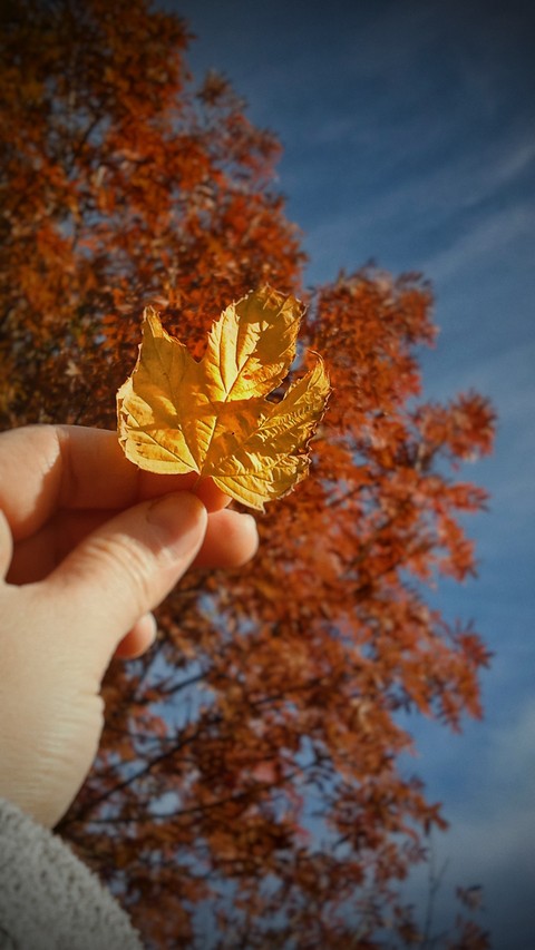 葉子, Maple桌布